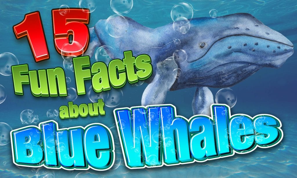 15 Blue Whales